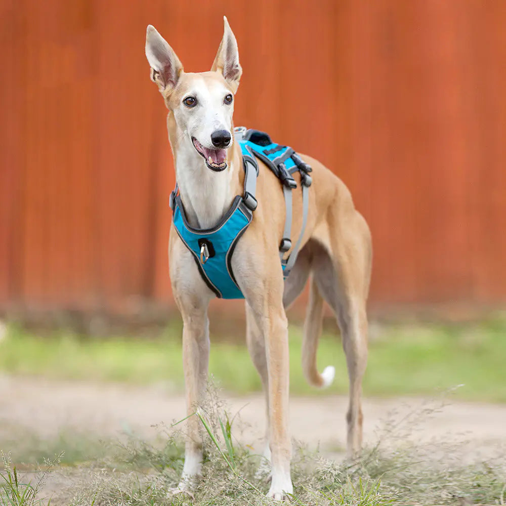 Dog Harness with Leash - Safe & Comfy Walks