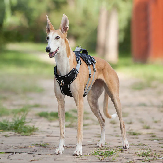 Dog Harness with Leash - Safe & Comfy Walks